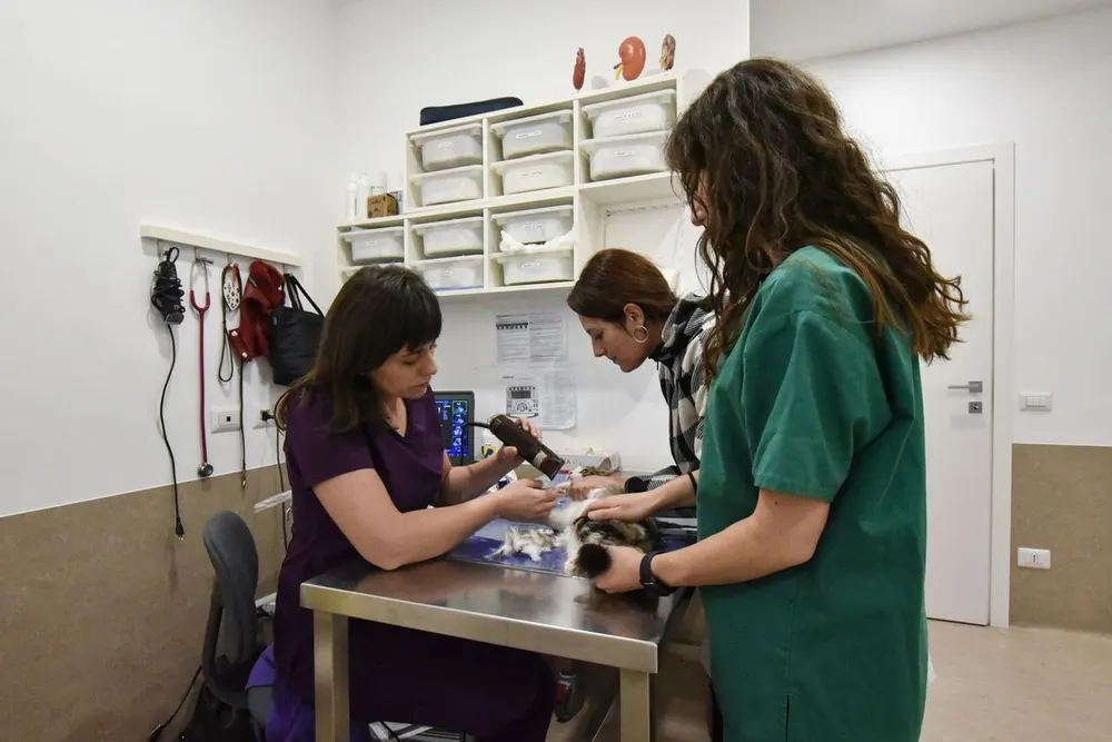 Due veterinarie visitano un cane sul tavolo